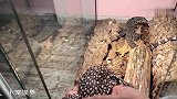 小姐姐给爱宠剪指甲，看清爱宠面目后，忍不住捏了一把汗