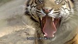 男子与猛虎玩亲亲，嘴对嘴喂给老虎食物，被当地人称为老虎保姆