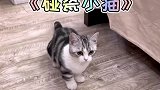 小猫咪你也有今天？！