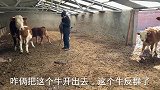 原来配牛的品种还可以选择，配种员一一介绍，来自各个国家的品种