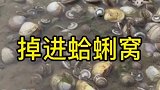 出来赶海，没想竟遇到这种好事，赶紧喊亲戚一起来捡！