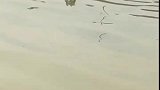 二哈：主人你也下来玩呀，水里可凉快了！