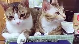 两只橘猫恋爱了，不料被主人棒打鸳鸯，再见面时主人发现了猫腻