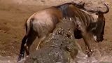 难以置信，河马从鳄鱼手中拯救角马