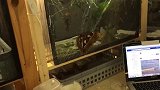 墙角惊现“双蛇头”生物，真是见所未见，它究竟是啥来头？