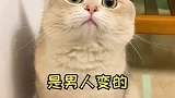 我怀疑我家猫是男人变的……萌宠出道计划 猫 萌宠 猫要成精了 萌宠高阶技能挑战 爱宠治愈季
