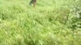 因下大雨急着赶羊回家，当时它去追赶猎物了