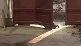 猫咪钻门缝被卡，疯狂挣扎着双脚想逃脱