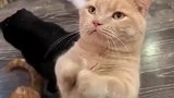 橘猫跪求主人给猫粮，被黑猫打了，黑猫：猫族永不为奴