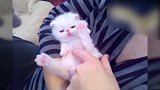 主人小心的逗小猫，小猫舒服的打了个哈欠，真好玩！
