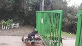 德牧隔着铁门和一群土狗对骂，当门被打开的时，笑到停不下来