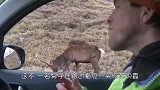 男子爬到树上看犀牛，不料犀牛却突然冲过来，镜头记录惊险一刻！