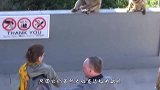 作恶多端的猴子，落到科莫多巨蜥手里，直接被“爆头生吞”！