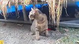 路边捡了一只流浪猫带回家，除了抓老鼠就是捣乱，太淘气了