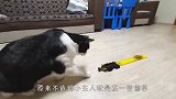 猫咪趁小主人睡着偷玩具车，怕不是成精了吧？看完忍住别笑