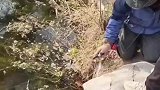 大鱼在岸边产卵，看到大爷这一行为，我心都碎了