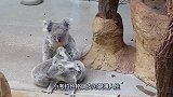 考拉看到妈妈抱着同伴，竟然吃醋了，考拉举动十分滑稽