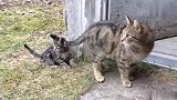 狸花猫：小猫咪的脸被尾巴打耳光，故意的吧