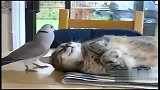 特逗！鸽子打扰猫“睡觉”