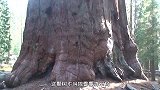 全球最大的树，树龄超过3500年，现在还在不停茁壮生长