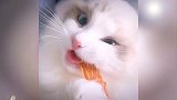 布偶猫：我吃饭也能“仙气飘飘”，网友：你贵你说了算