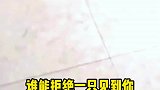 谁能拒绝一只见到你就满脸欢喜的小狗呢