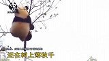 这下就尴尬了!树顶上的那个熊猫,你上的去还下的来吗