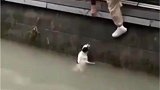 两男子奋力救起落水流浪狗，人间真情为啥大多体现在动物身上？