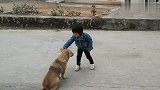 熊孩子遇到中华田园犬,这视频看一次笑一次,值得收藏!