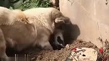 刚出生一天的狗宝宝去世了，狗妈妈亲自埋葬自己的宝宝