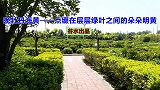 晚牡丹海黄——点缀在层层绿叶之间的朵朵明黄