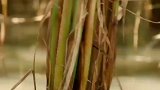 6000年前河姆渡人驯化了水稻，全世界有一半以上的人口都食用稻米