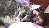 魂穿猫咪跟美女一起睡觉