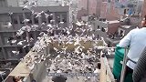 新西兰发现一种“笨鸟”，躺在地上任人捡，专家研究后笑了