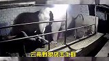 一头云南野象深夜疯狂地袭击牛群