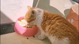 猫咪来我家的第六天，被一个鸡蛋香成这样