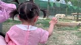 雪儿带宝宝动物园玩累了，汉堡鸡翅套餐吃过瘾，一堆骨头有成就感