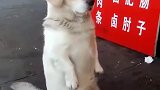 狗子：别打扰我，我正在上班呢！