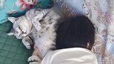 小宝贝睡在猫咪身边，真的超级可爱