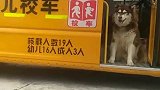 哈士奇：笑什么笑，我是负责校车安保的！