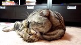你这只大猫好坏啊，还会咬小猫咪了，不怕挨揍吗