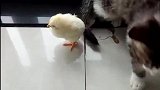 猫：等这鸡长大了，我就可以吃鸡肉了！