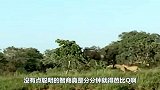 疣猪河边喝水，鳄鱼悄无声息靠近，疣猪靠一个举动自救成功