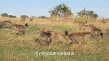 好运狮子偷袭落单鬣狗，临死都不反抗，镜头记录悲惨一幕