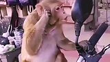 猴子照镜子，它竟然也自恋