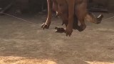 狗子：铲屎的看好，我给你表演走钢丝！