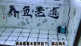 小鱼虫迅速爆缸，投喂给小鱼苗看看效果如何？没有大金鱼摄食凶猛