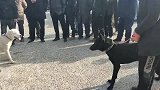 农村狗市：比特犬狗市横行霸道，大小“通吃”，狗狗看到它都怕了