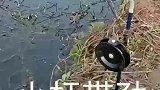 小杆钓起鱼来才带劲啊