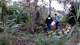 农村小伙上山采摘核桃，为何拿起数十米竹杆